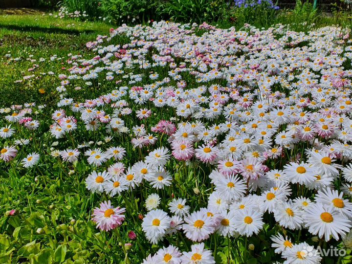 Маргаритки и цветы для горки. Ячмень гривастый