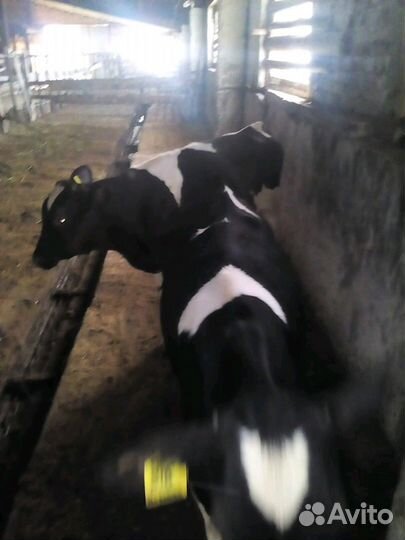 Холмогоры помесные