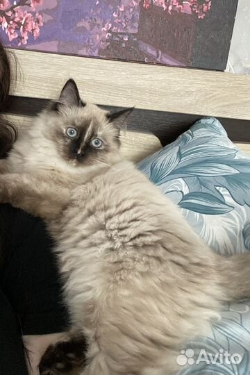 Невская маскарадная кошка
