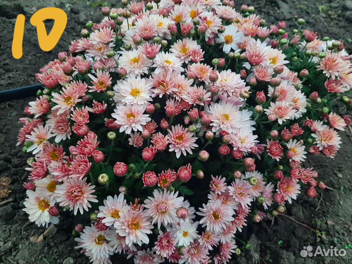 Хризантема мультифлора