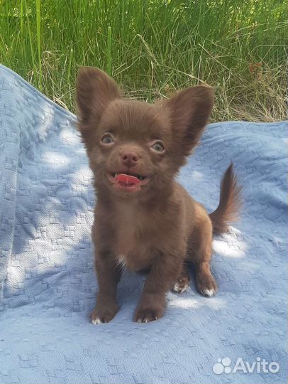 Щенки чихуахуа