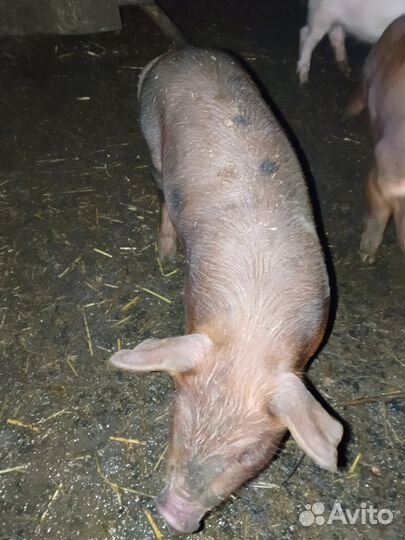 Поросята
