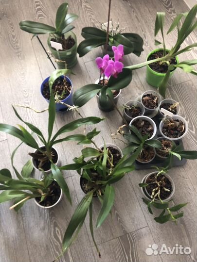 Орхидея фаленопсис цветущая