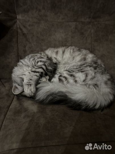 Отдам в добрые руки кота