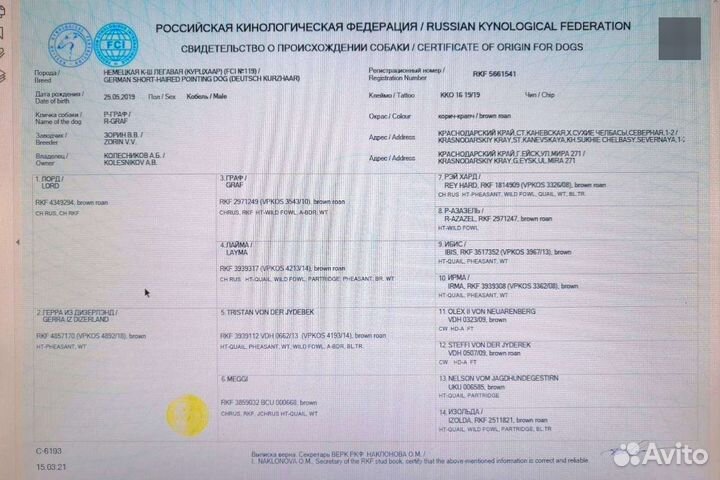 Курцхаар вязка