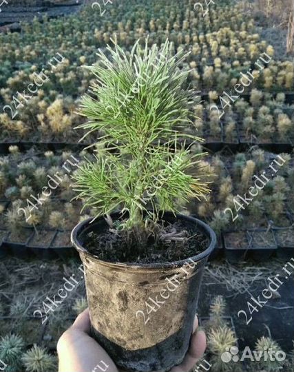 Саженцы сибирского кедра