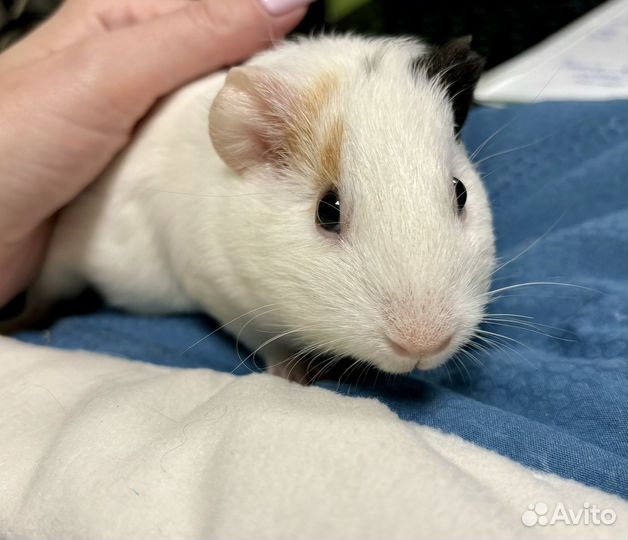 Морская свинка