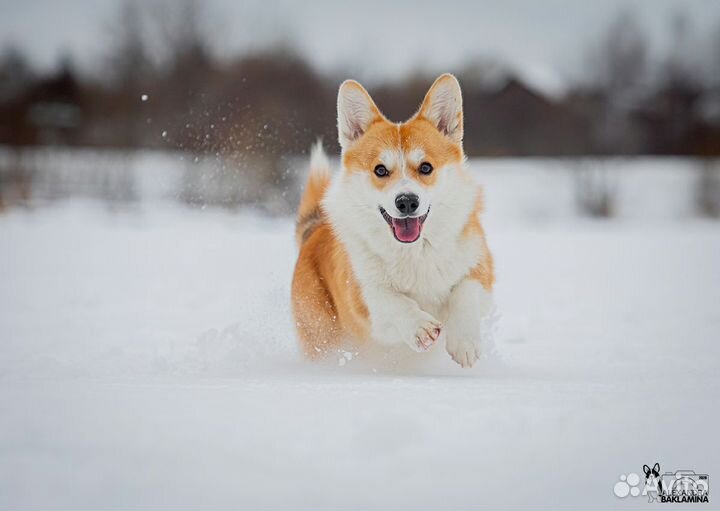 Щенки вельш-корги пемброк в наличии в Москве