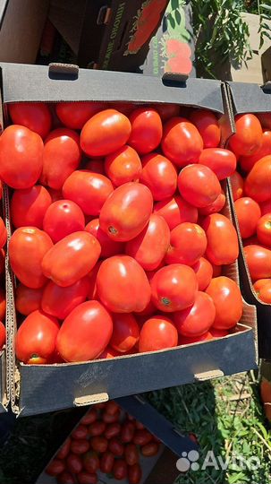 Помидоры