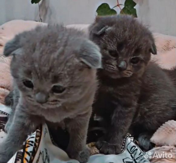 Шотландская вислоухая