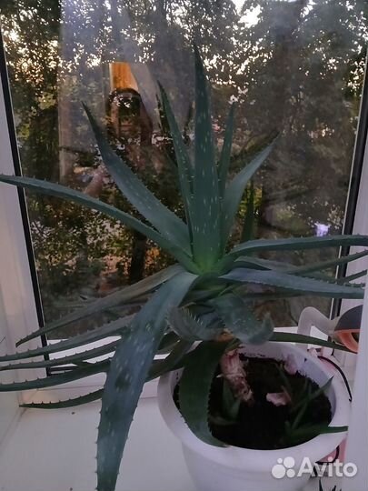 Лечебный алое вера