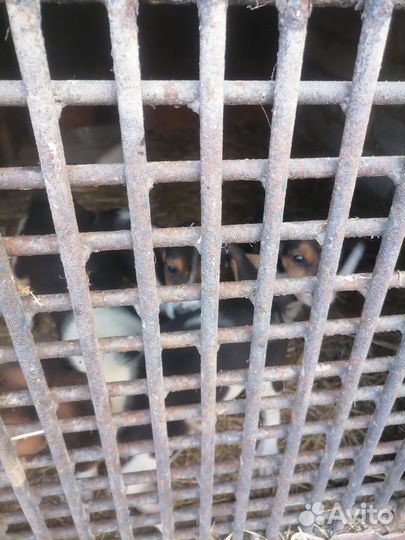 Продам чистокровный щенков