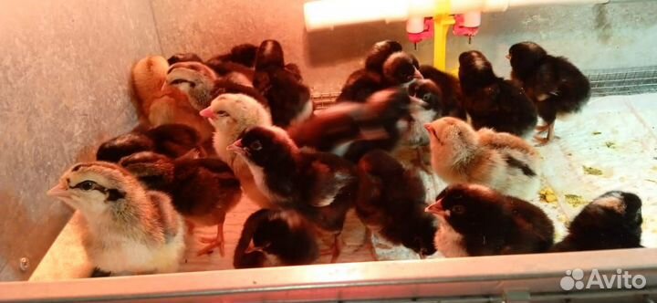 Цыплята помесные маран, легбар