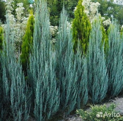 Можжевельник скальный