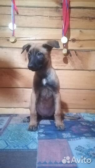 Щенки малинуа