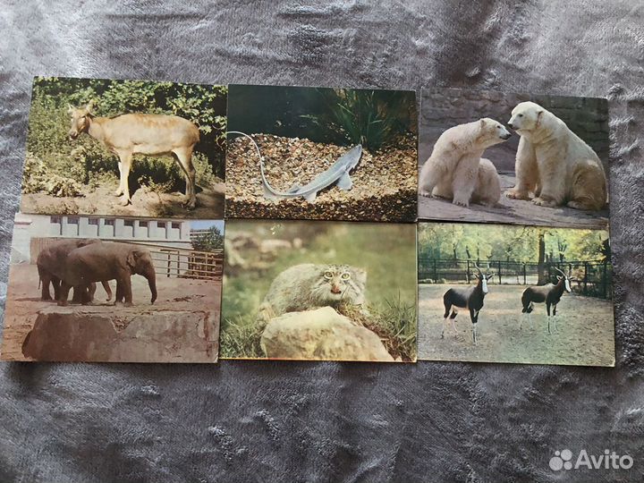 Советские открытки Московского зоопарка