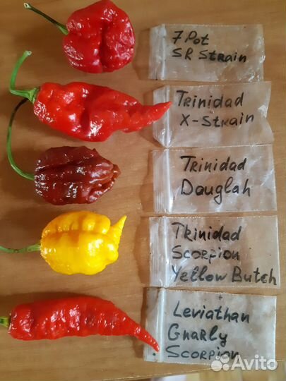 Рассада сверх острых перцев