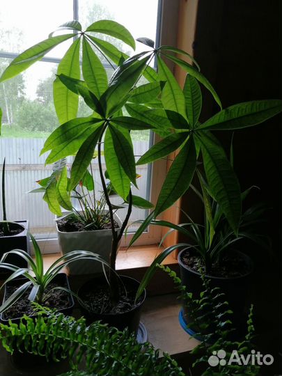 Цветы комнатные