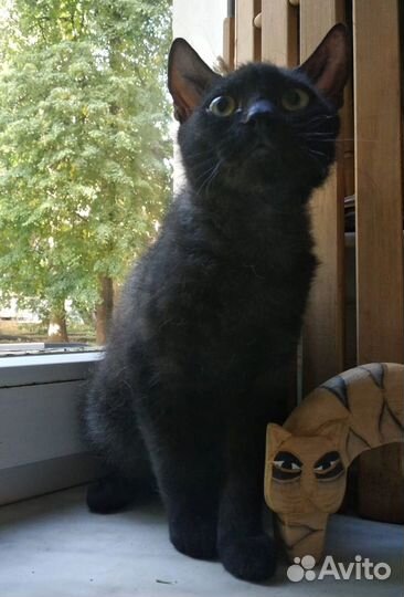 Котенок сфинкс браш 4 месяца
