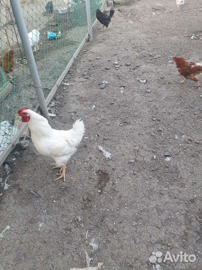Куры,Петуха,Индюки,Цесарки