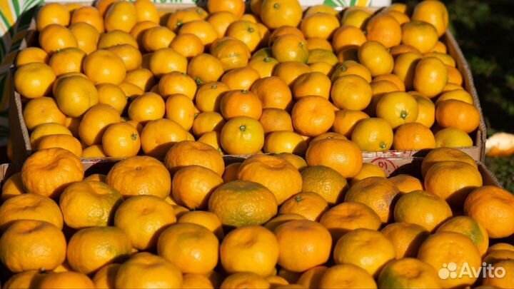 Абхазские Мандарины