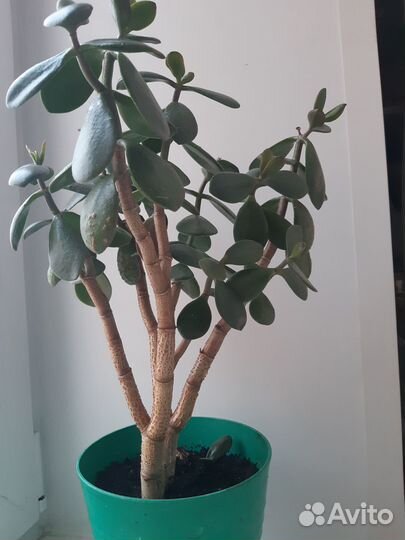 Монстера, алоэ