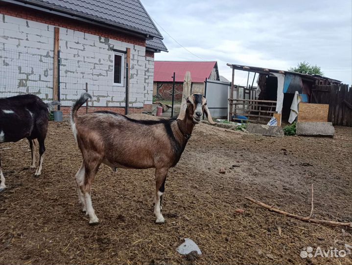 Нубийские козлята