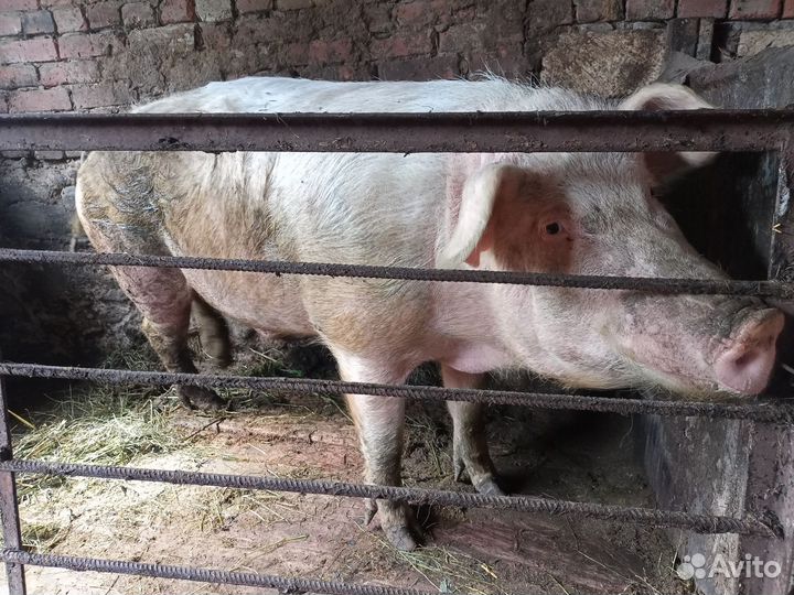 Хряк на племя