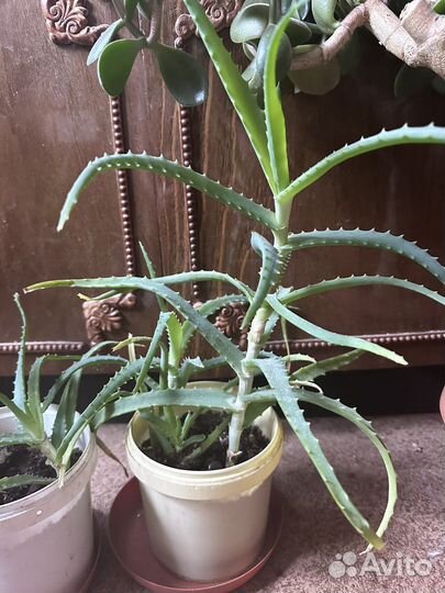 Алоэ столетник лечебный