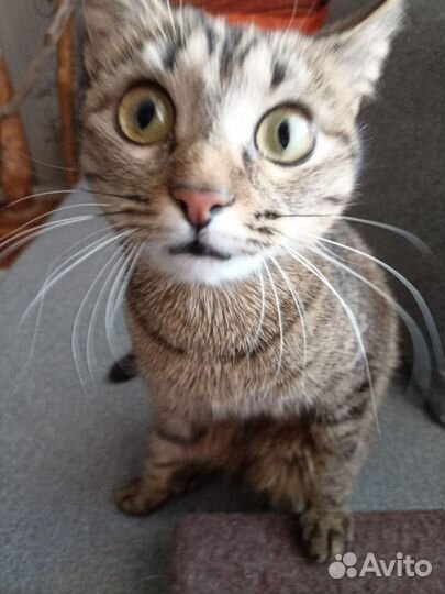 Кошка в дар