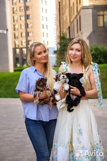 Биро, бивер, черный и шоколадный йорки