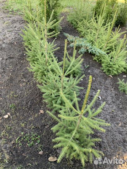 Ель обыкновенная саженцы