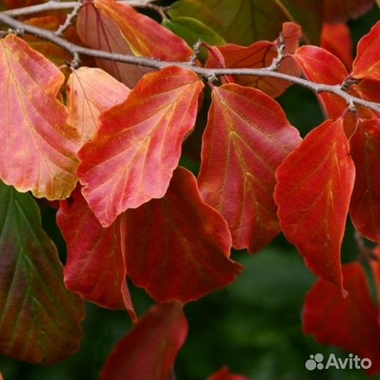 Парротия персидская, семена
