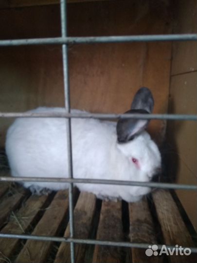 Кролики на племя