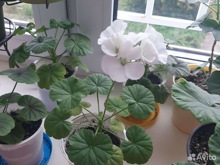 Герань пеларгония белая