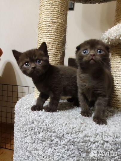 Шотландские котята