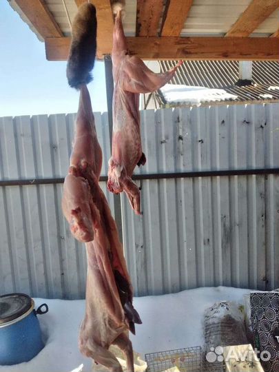 Продам мясо кролика