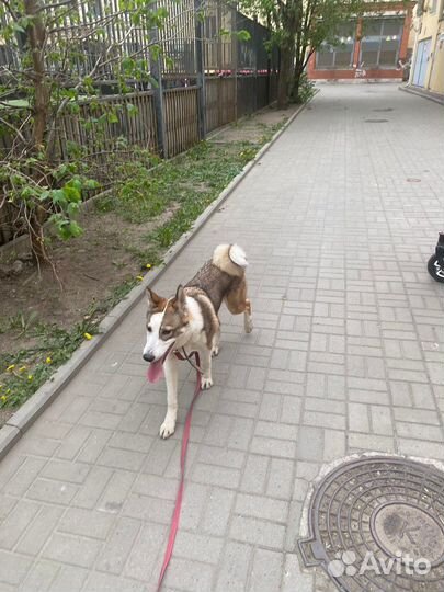 Восточно сибирская лайка