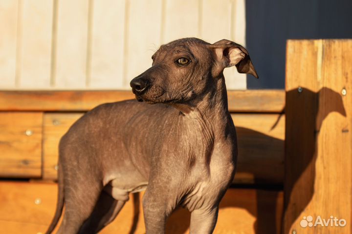 Ксолоитцкуинтли - щенок голой мексиканской собаки