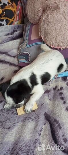 Чихуахуа мини