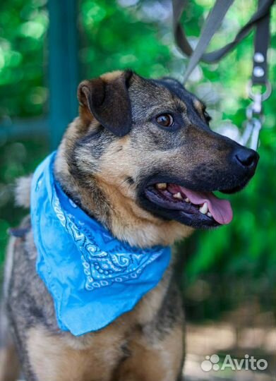 Друг человека, ласковый пес верит найти семью