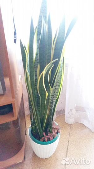 Сансивьерия Лауренти,аглоанема Страйпс