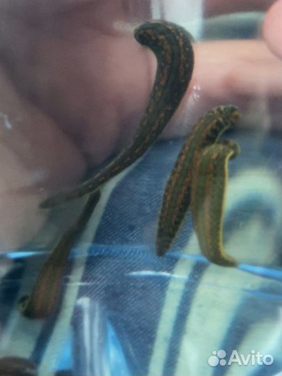 Пиявки гирудотерапия