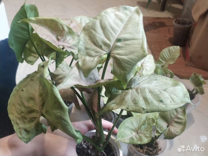 Сингониумы