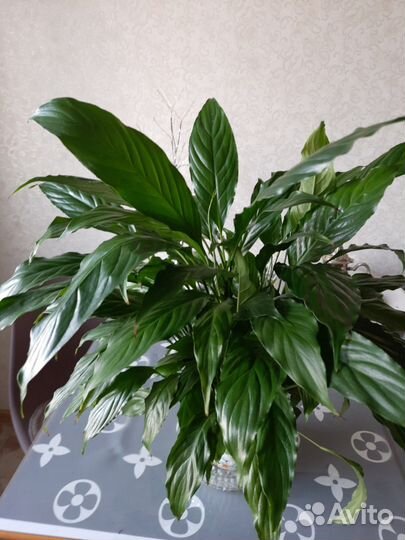 Редкие спатифиллумы