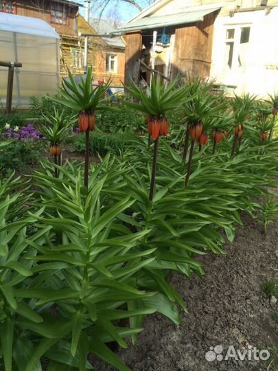 Рябчик луковицы