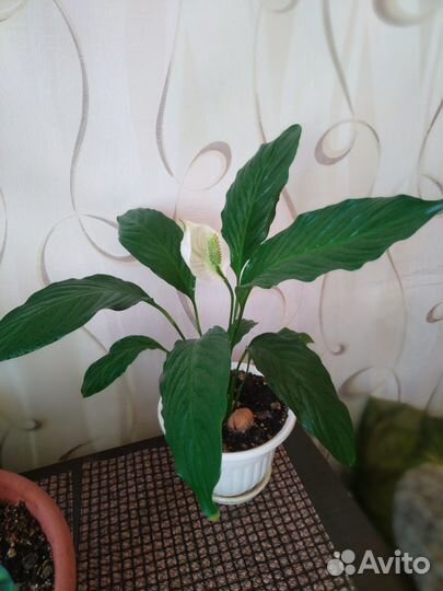 Спатифиллум