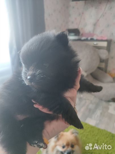 Продам щенка Померанского шпица