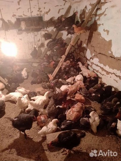 Домашние куры молодки несушки от 1,5 до 3 месяца