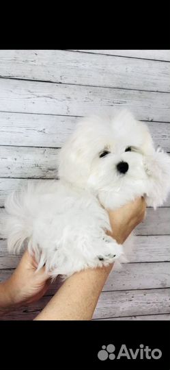 Продажа щенков Мальтийской болонки